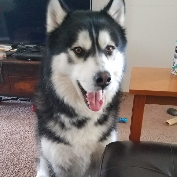 Gunner - Picture 4 of 6